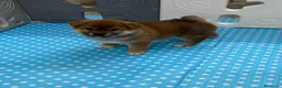 Shiba Inu perros en venta: Shiba Inu - Anuncio 1