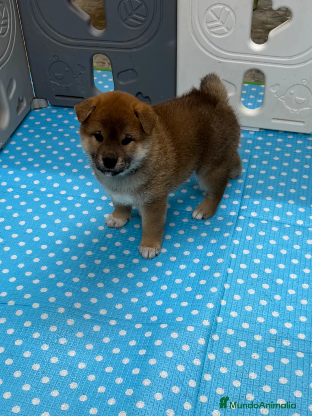 Shiba Inu perros en venta: Shiba Inu - Anuncio 1