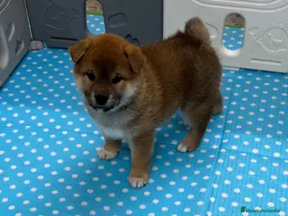 Shiba Inu perros en venta: Shiba Inu - Anuncio 1