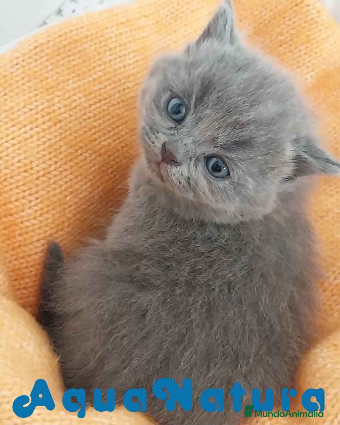Británico de Pelo Corto Azul gatos Camada gatitos British AQUANATURA - Anuncio 8