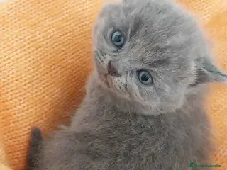 Británico de Pelo Corto Azul gatos Camada gatitos British AQUANATURA - Anuncio 8