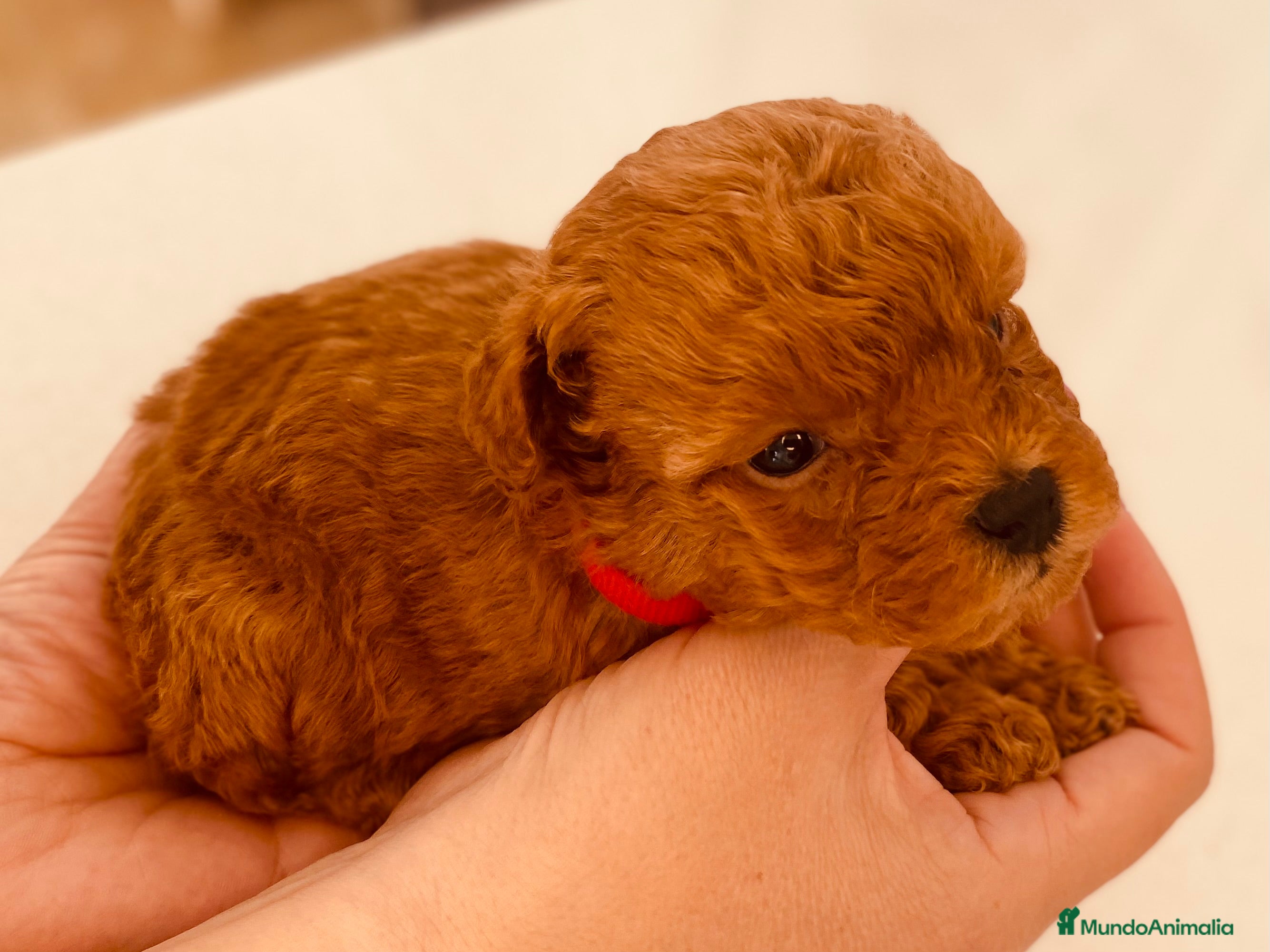 Caniche Toy perros Camada de caniches Toy - Anuncio 14