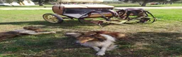 Collie de Pelo Largo perros en venta: Rough collie  - Anuncio 12