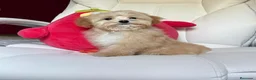Maltipoo perros en venta: Maltipoo - Anuncio 6