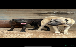 Pastor de Asia Central perros en venta: Kangal turco x Alabai  - Imagen 2