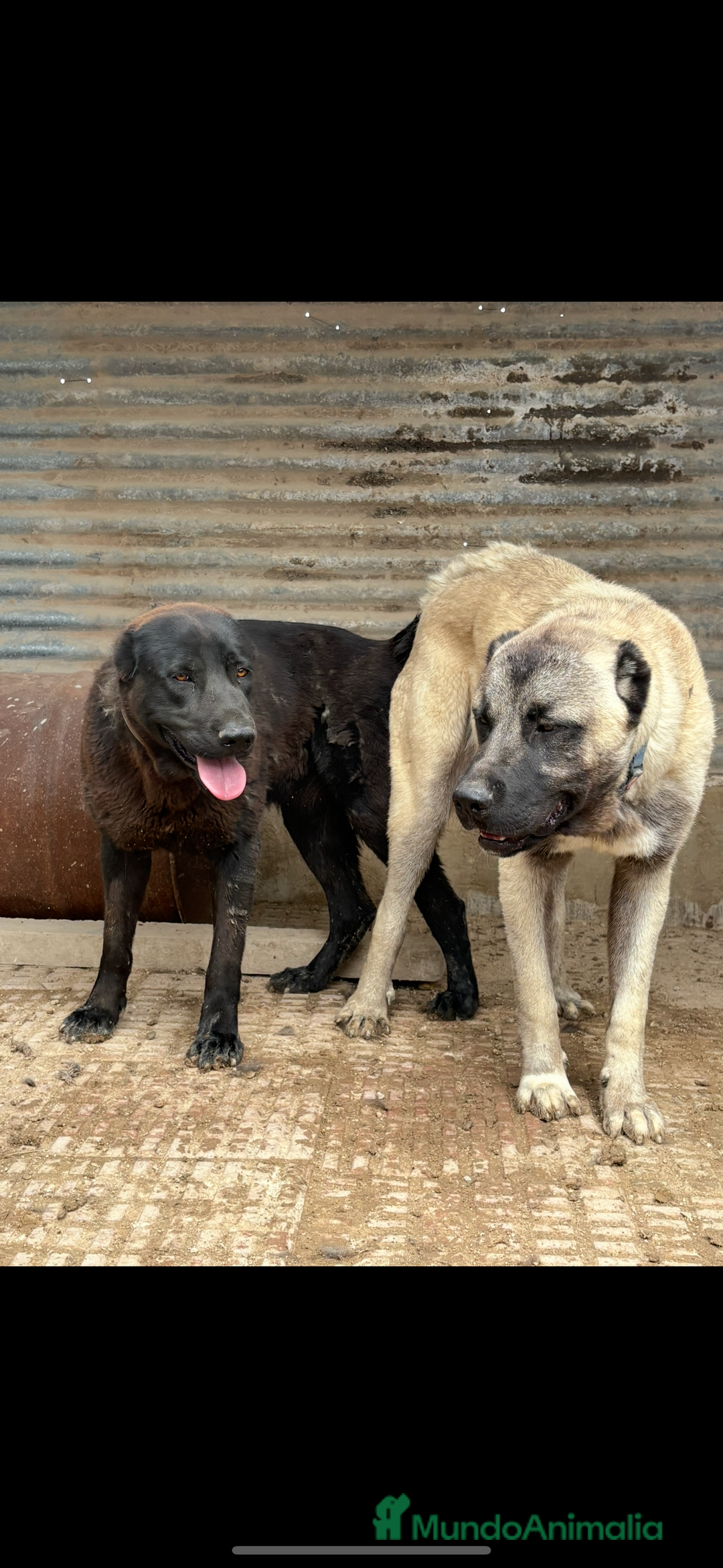 Pastor de Asia Central perros en venta: Kangal turco x Alabai  - Imagen 2