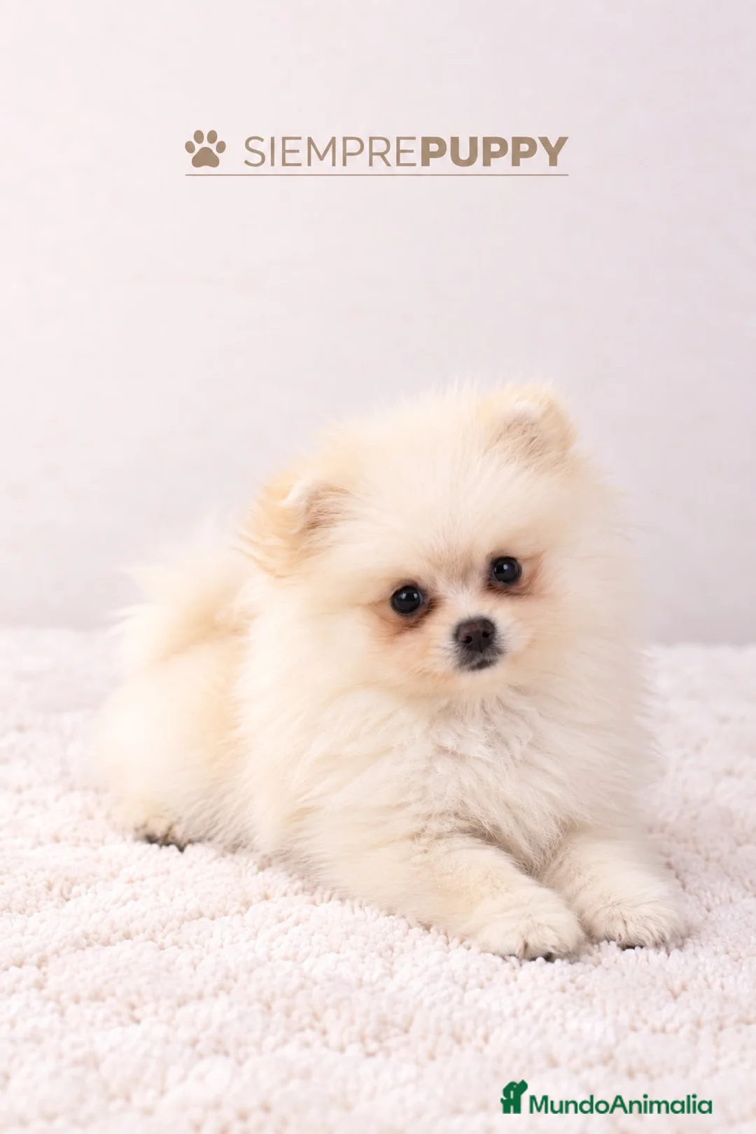 Pomerania perros en venta: POMERANIA BLANCO MINI TOY - Anuncio 2