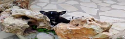Chihuahua perros en venta: Chihuahua  - Anuncio 2