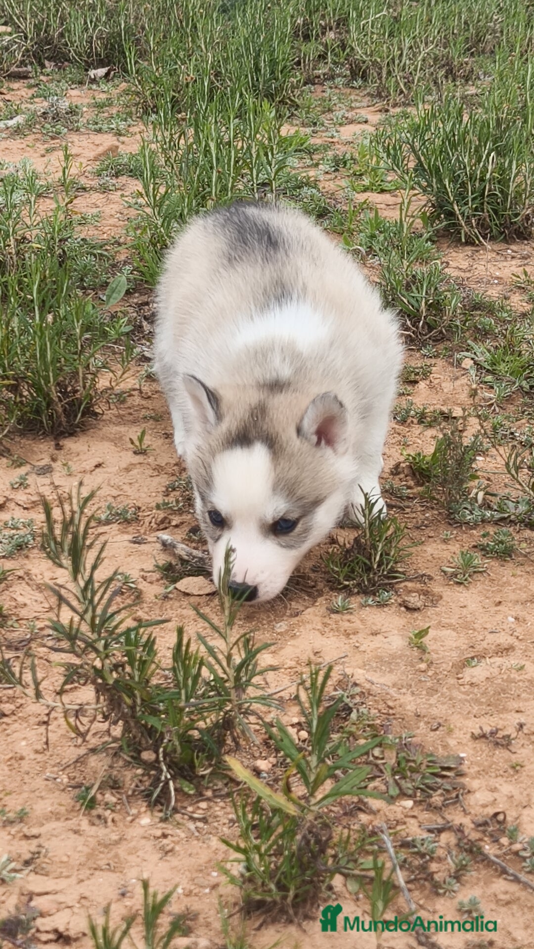 Husky Siberiano perros en venta: Husky SIBERIANO disponibles  - Anuncio 11