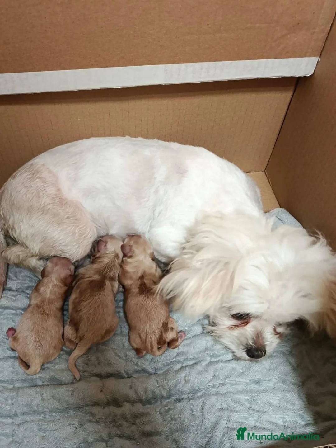 Maltipoo perros en venta: MALTIPOO - Anuncio 1