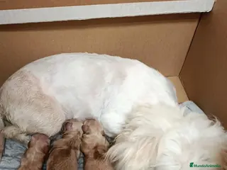 Maltipoo perros MALTIPOO - Anuncio 2