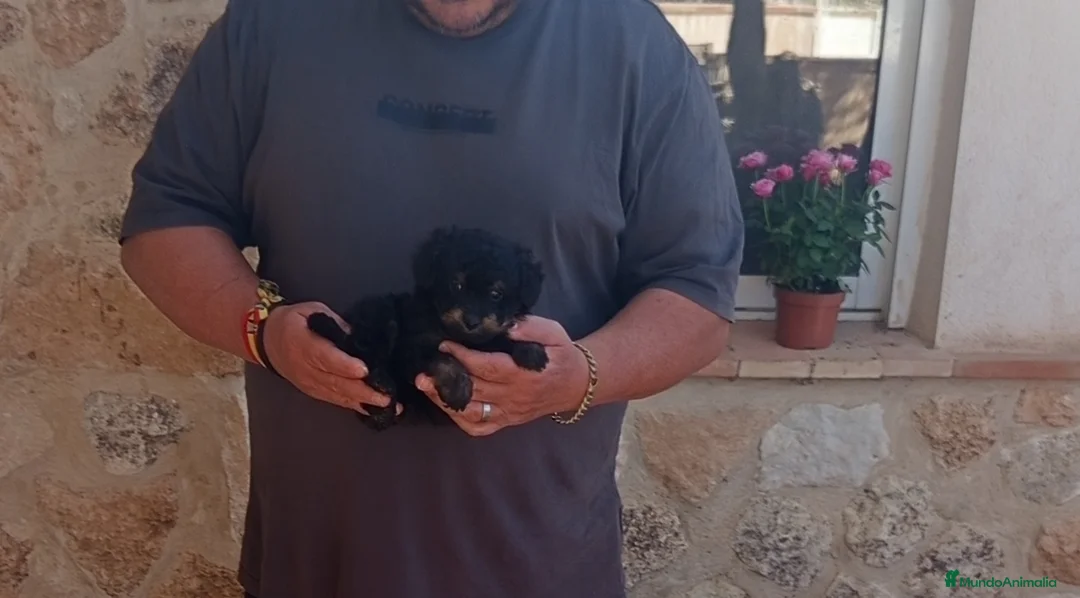 Caniche Toy perros en venta: Preciosos caniche toy económicos - Anuncio 1