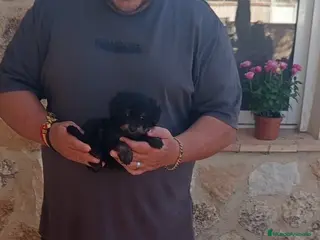 Caniche Toy perros Preciosos caniche toy económicos - Anuncio 1