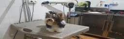 Biewer Yorkshire Terrier a la Pom Pon perros en venta: Yorkshire  - Anuncio 8