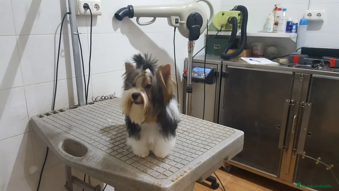 Biewer Yorkshire Terrier a la Pom Pon perros en venta: Yorkshire  - Anuncio 8