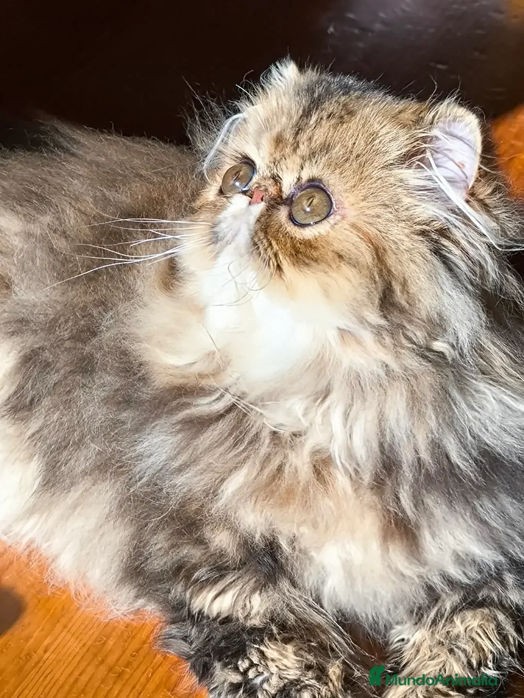 Exótico de Pelo Largo gatos en venta: Gatita exotica  - Anuncio 8