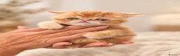 Persa gatos en venta: 🐱 GATO PERSA EXÓTICO - Anuncio 1