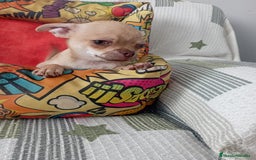 Chihuahua perros en venta: Chihuhua toy  - Imagen 2