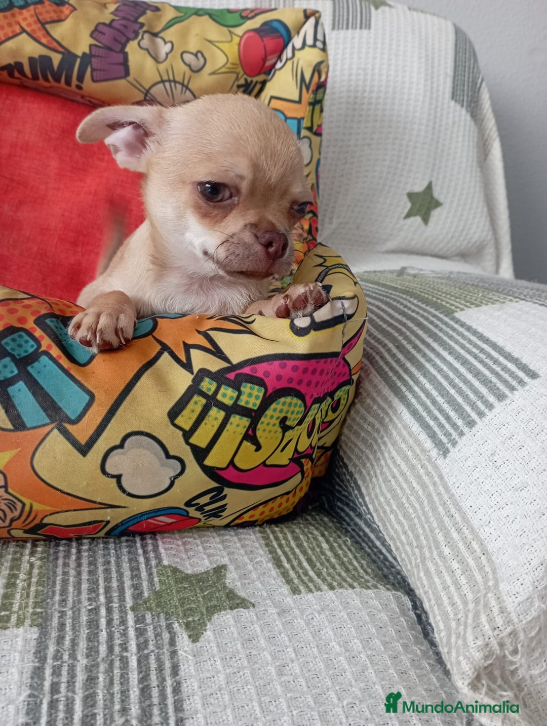 Chihuahua perros en venta: Chihuhua toy  - Imagen 2