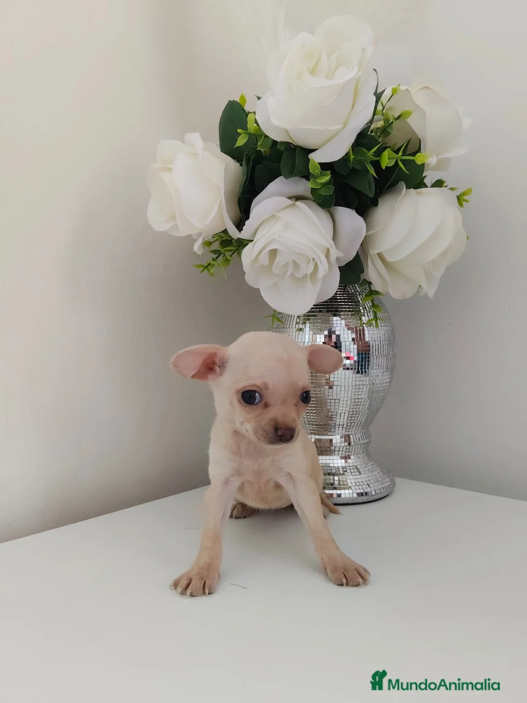 Chihuahua perros en venta: Cachorritos chihuahua crema en Madrid - Anuncio 2