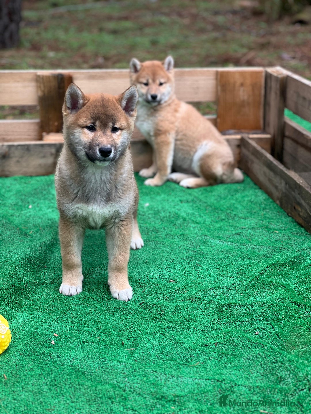 Shiba Inu perros en venta: Shiba inu - Anuncio 1