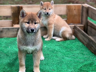 Shiba Inu perros Shiba inu - Anuncio 1