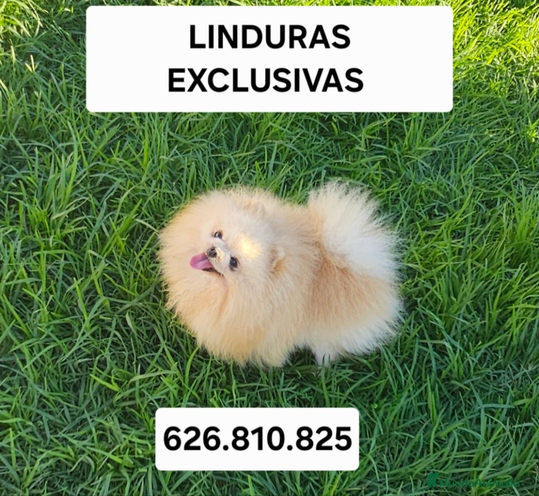 Imagen de galería {{count}}