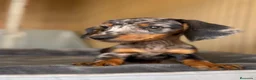 Teckel Miniatura perros en venta: Teckel arlequín plata macho - Anuncio 1