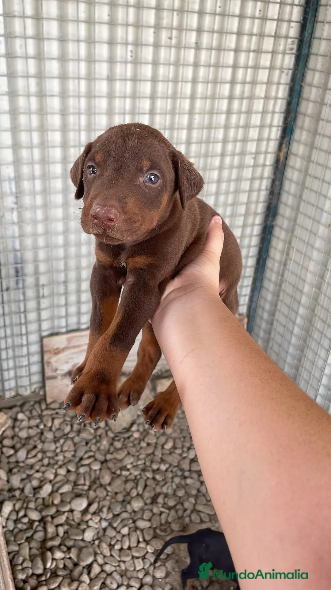 Dobermann perros en venta: Dobermann chocolates y negro fuego🐶🐾 - Anuncio 2