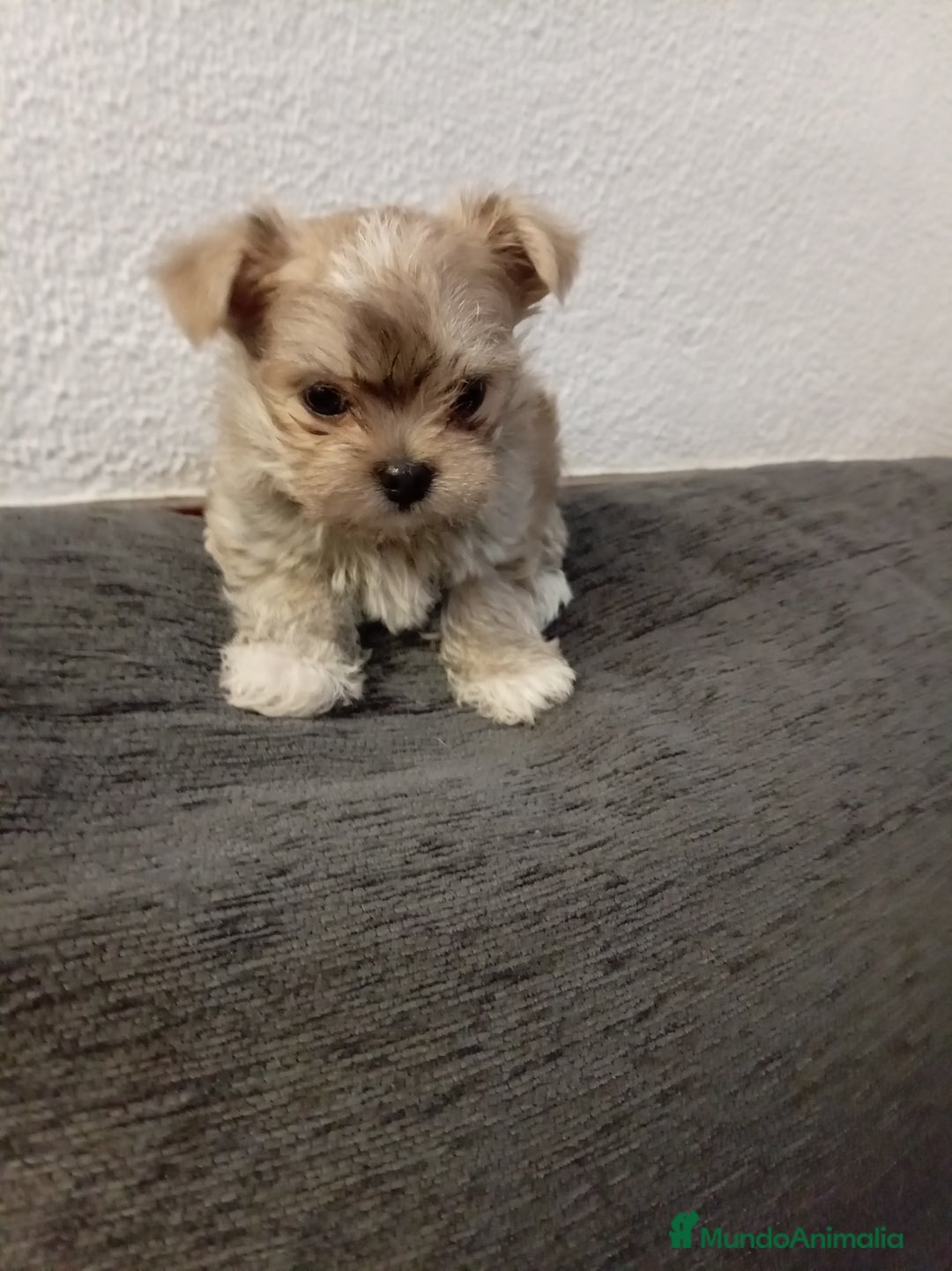 Maltipoo perros en venta: Maltipoo - Anuncio 2