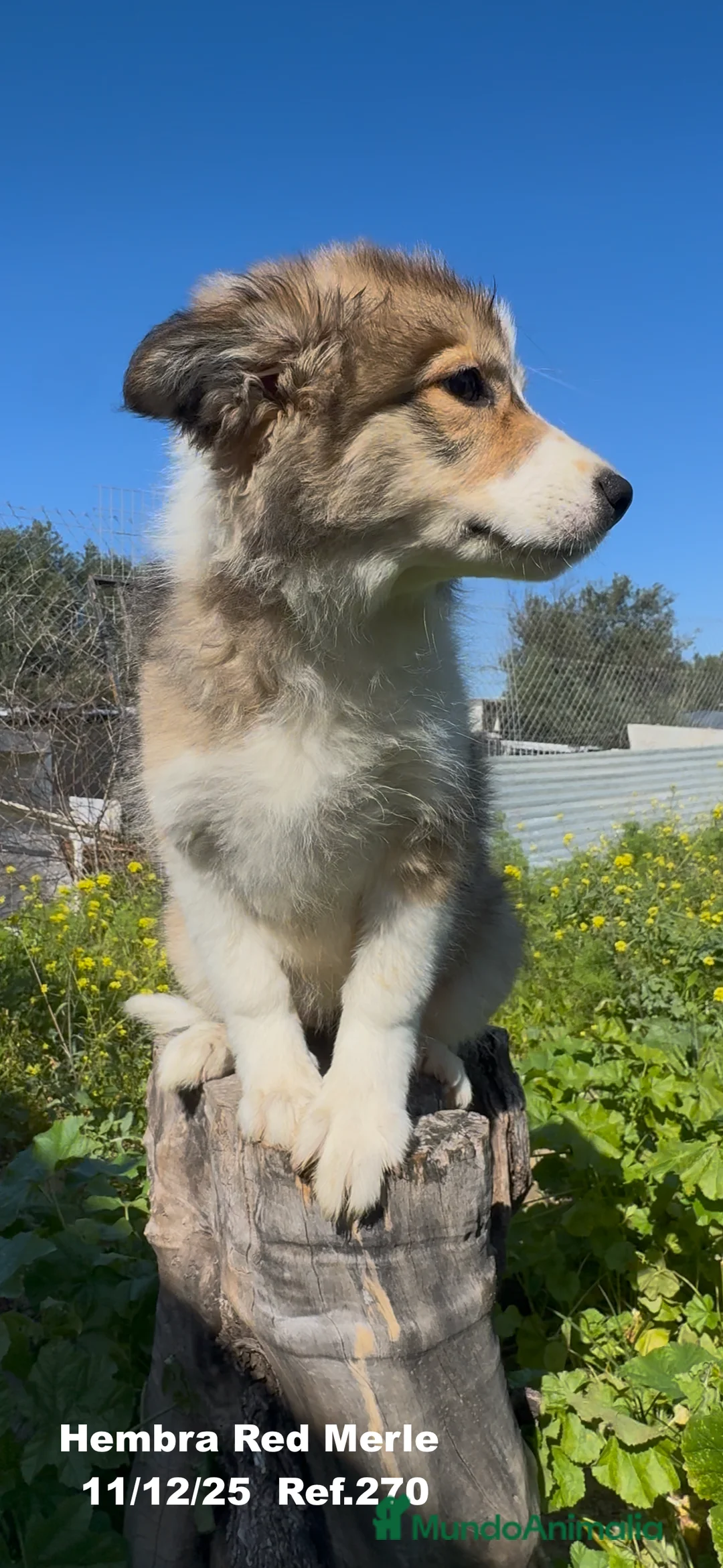 Border Collie perros en venta: Border Collie De Villa Biznaga - Anuncio 18