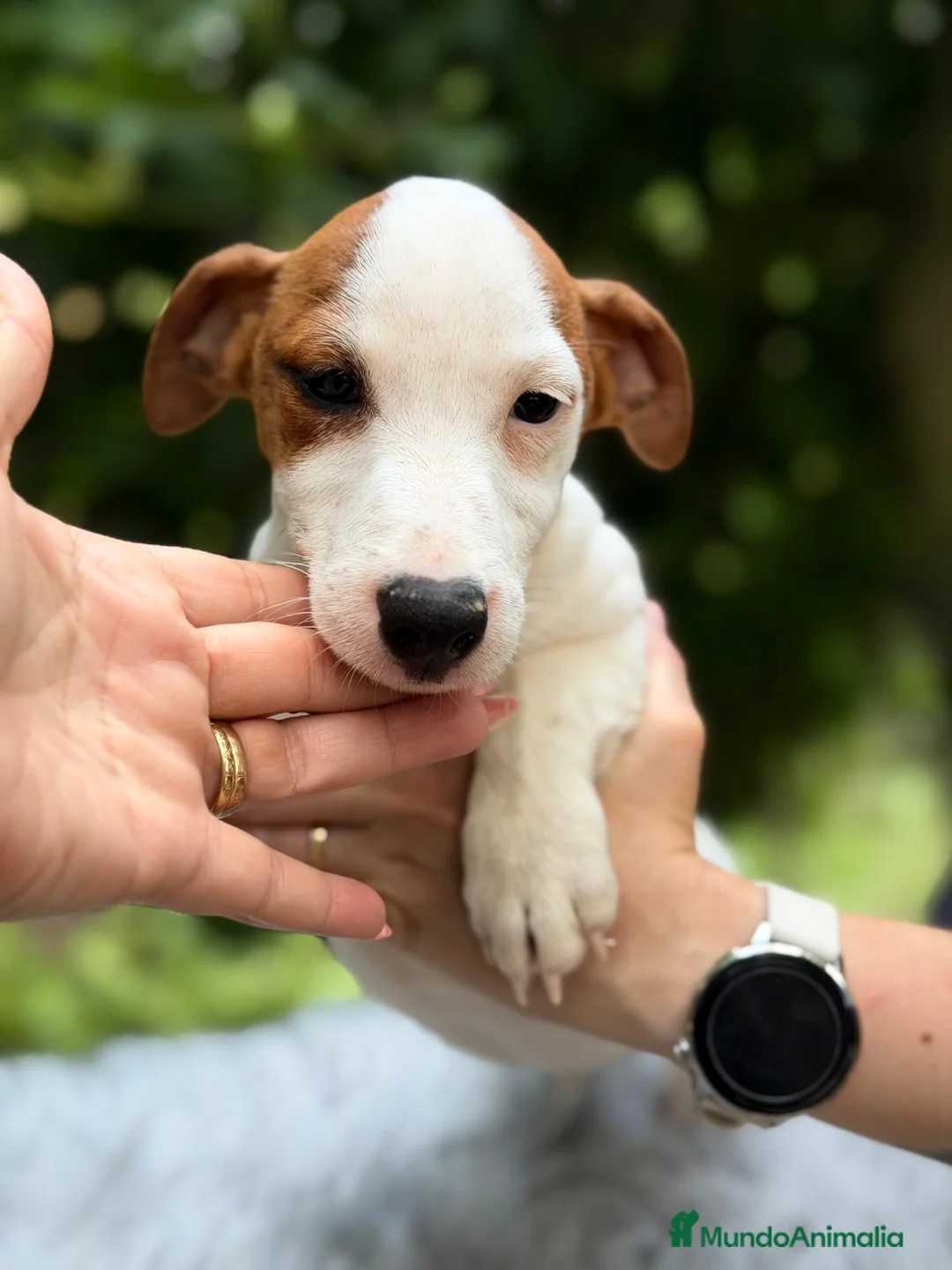 Jack Russell Terrier perros en venta: JACK RUSSELL - Anuncio 2