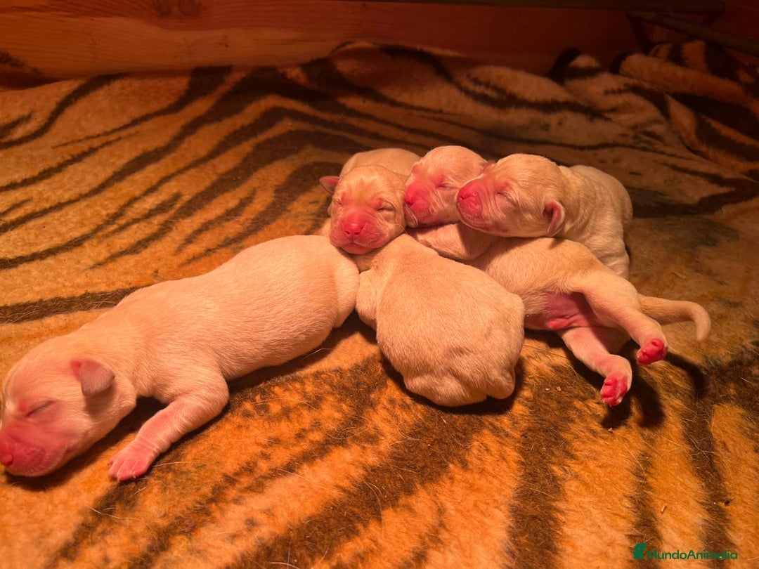 Labrador Retriever perros en venta: Camada disponible en color amarillo - Anuncio 2