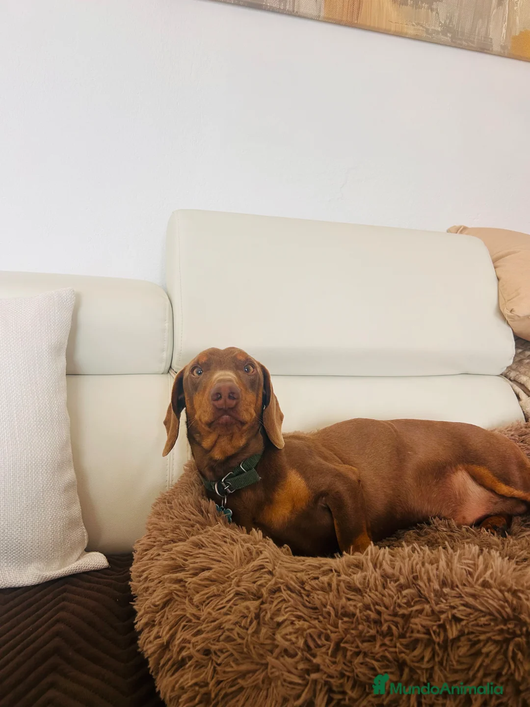 Teckel perros para monta: Macho para Montas  en Badajoz - Anuncio 1