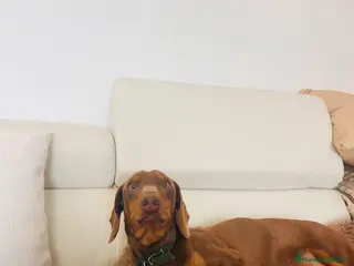 Teckel perros Macho para Montas - Anuncio 3