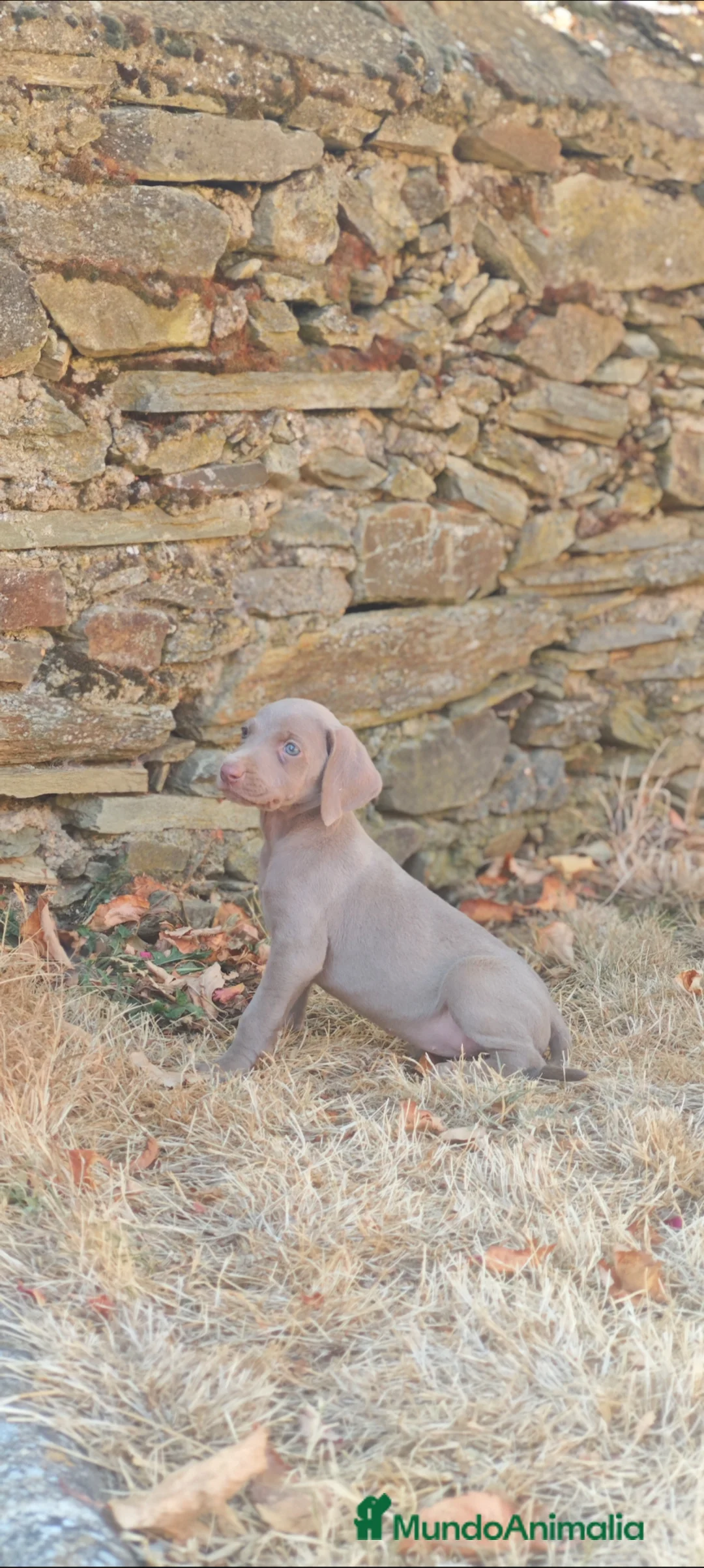Braco Alemán de Pelo Corto perros en venta: Braco de weimar  - Anuncio 2