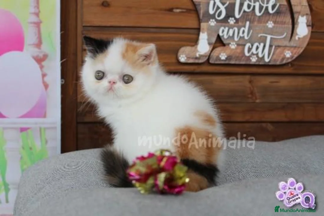 Imagen de galería {{count}}