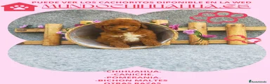 Caniche Toy 8