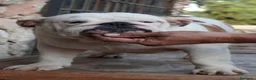 Bulldog Inglés perros en venta: Cachorro bulldog ingles  - Anuncio 5