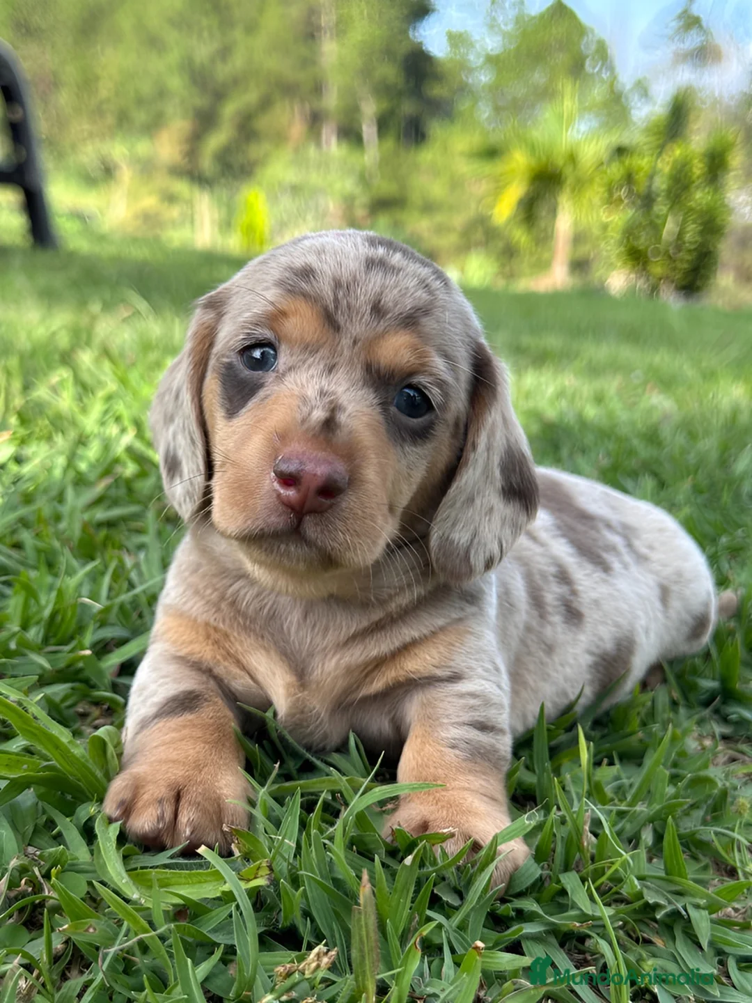 Teckel Miniatura perros en venta: TECKEL MINIATURA ARLEQUINES  - Anuncio 1