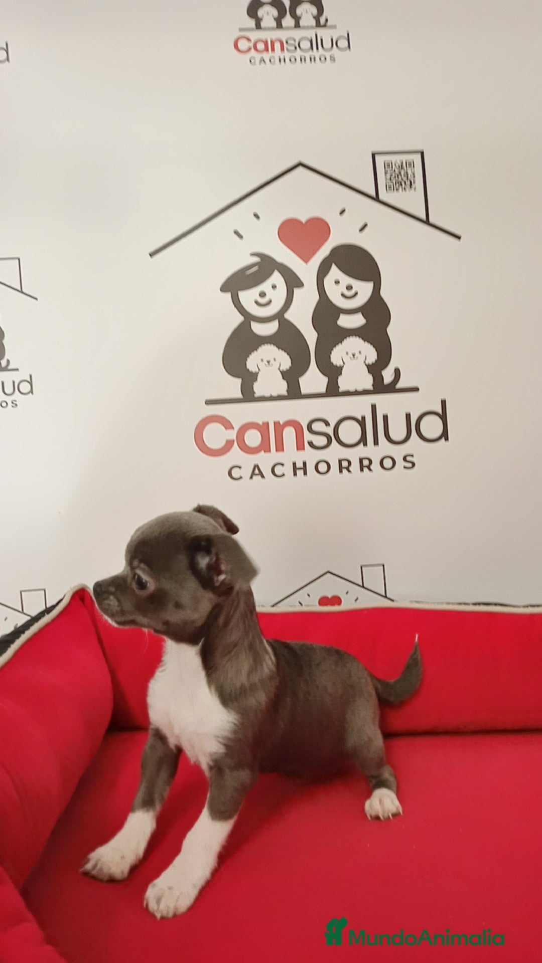 Chihuahua perros en venta: Chihuahua  - Anuncio 1