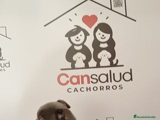 Chihuahua perros Chihuahua - Anuncio 1