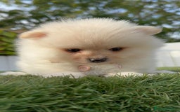 Pomerania perros en venta: POMERANIA HEMBRA - Imagen 7