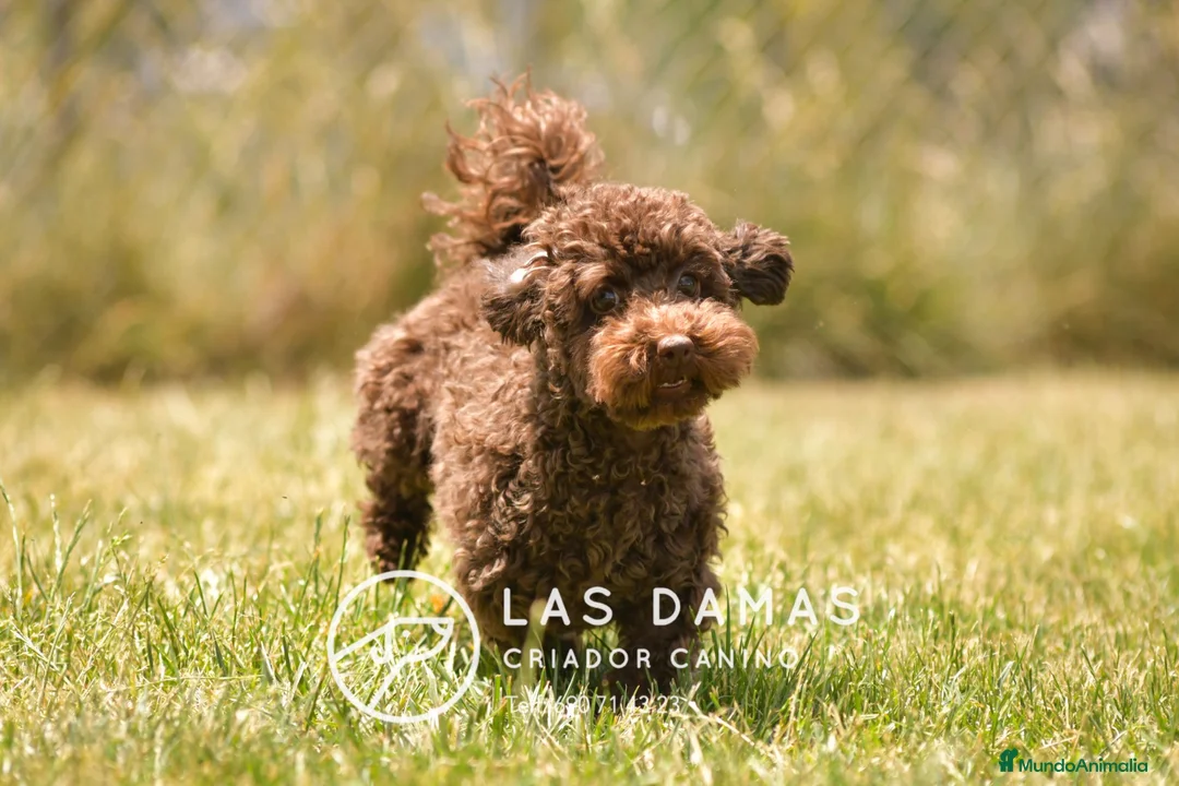 Caniche Toy perros en venta: Hembra caniche toy color chocolate para entregar - Anuncio 5
