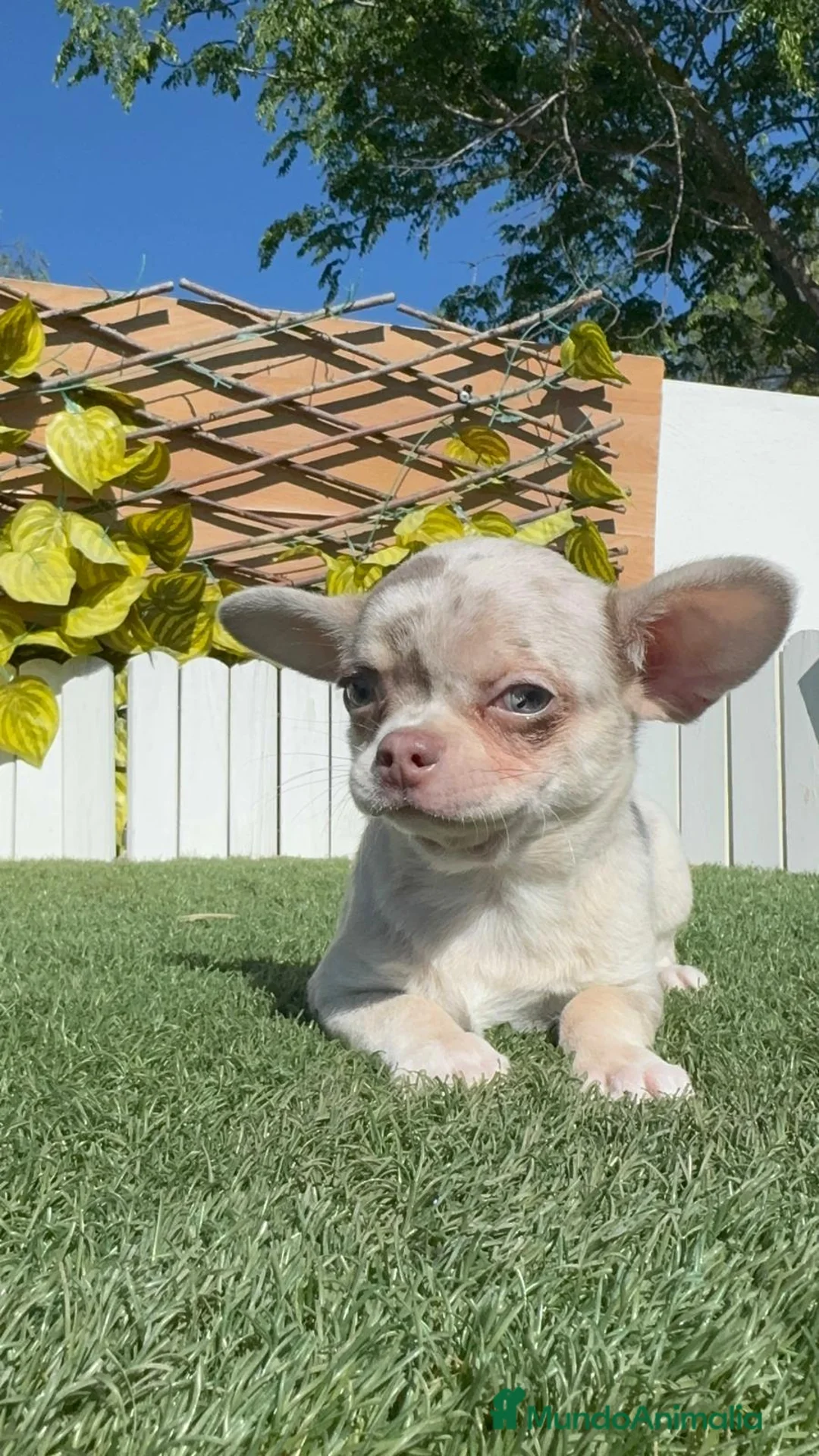 Chihuahua perros en venta: CHIHUAHUA MERLE MACHO - Anuncio 2