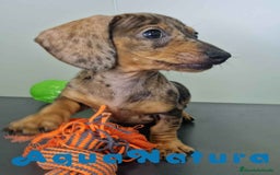 Teckel Miniatura perros en venta: Teckel Hembra 4459 AQUANATURA - Imagen 9