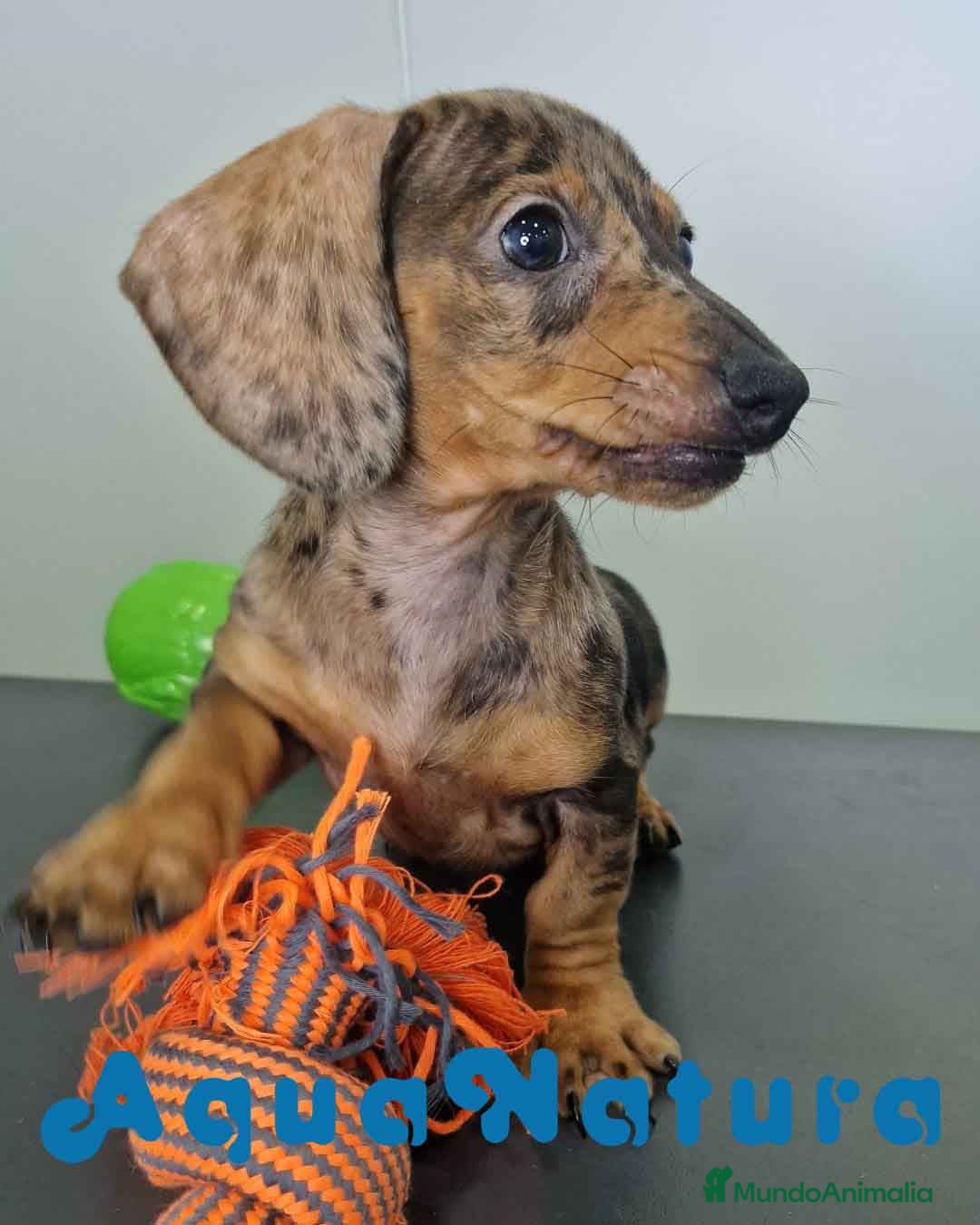 Teckel Miniatura perros en venta: Teckel Hembra 4459 AQUANATURA - Imagen 9