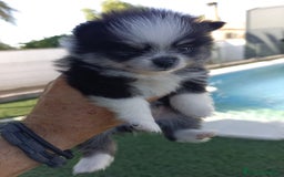 Pomerania perros en venta: Pomeranias - Imagen 5