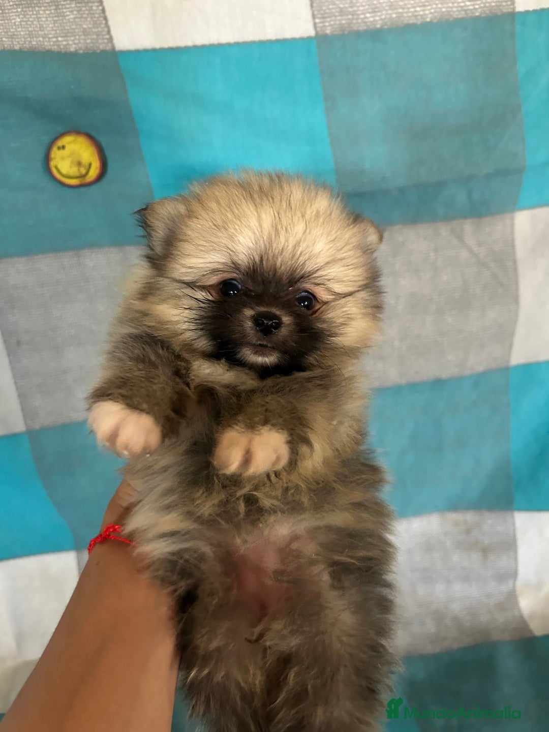 Pomerania perros en venta: Pomeranias - Imagen 7