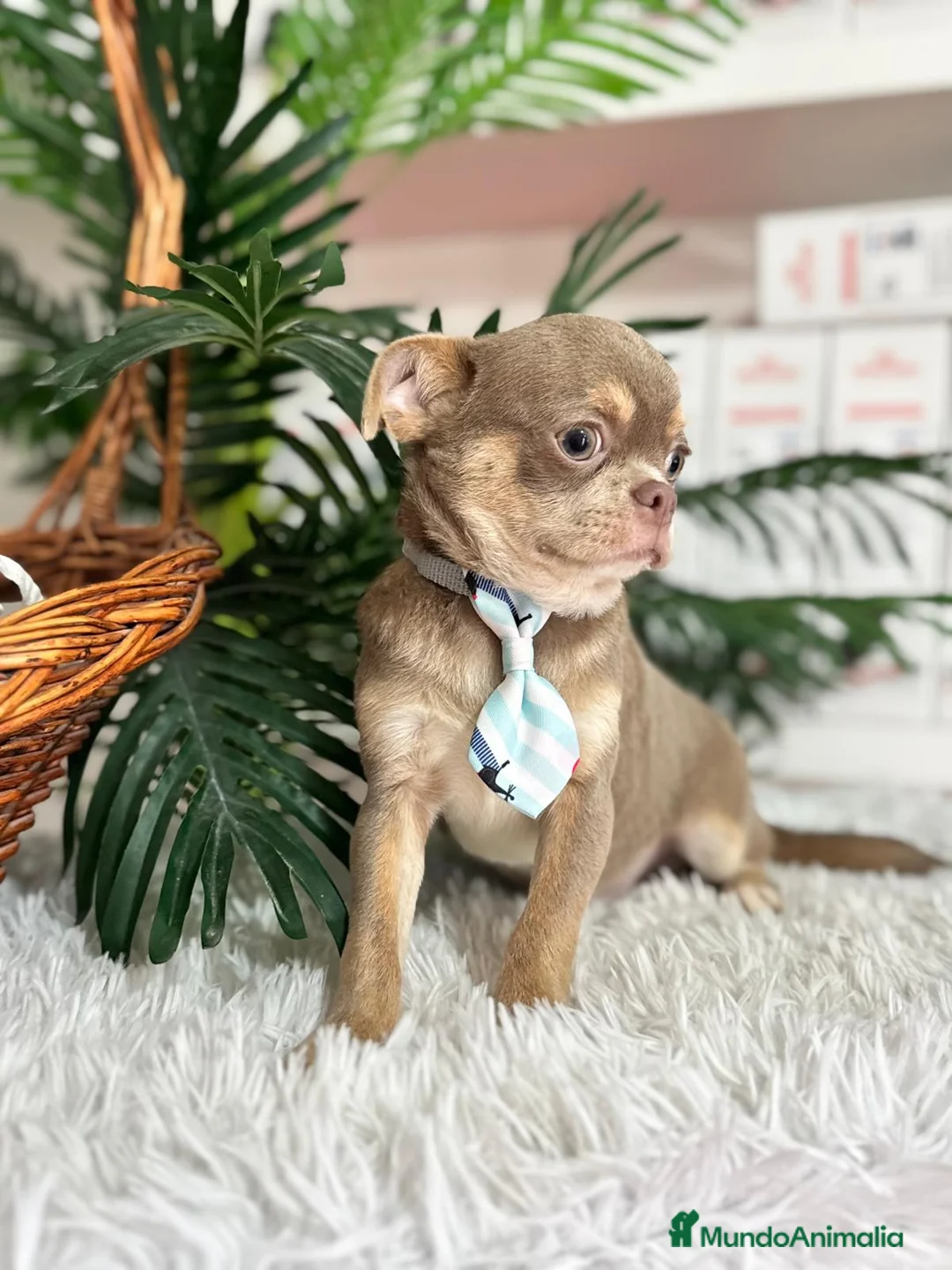 Chihuahua perros en venta: CHIHUAHUA ADULTO - Anuncio 9